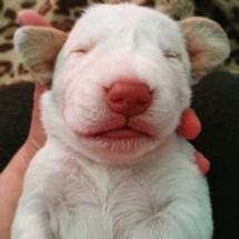 Puppies