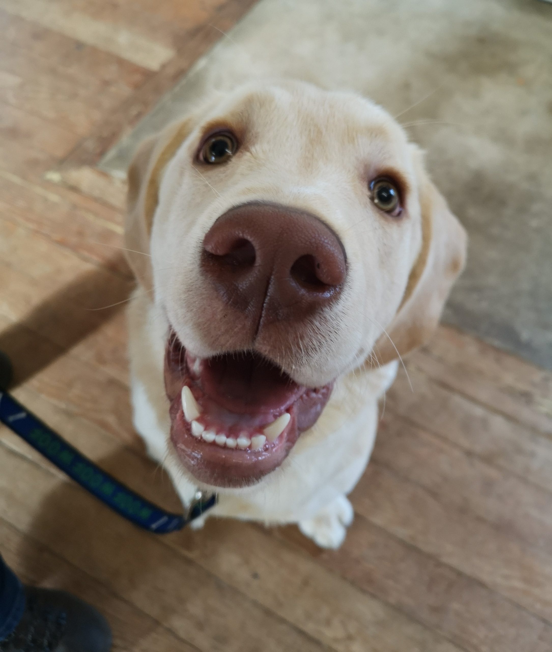 Puppy Training Classes