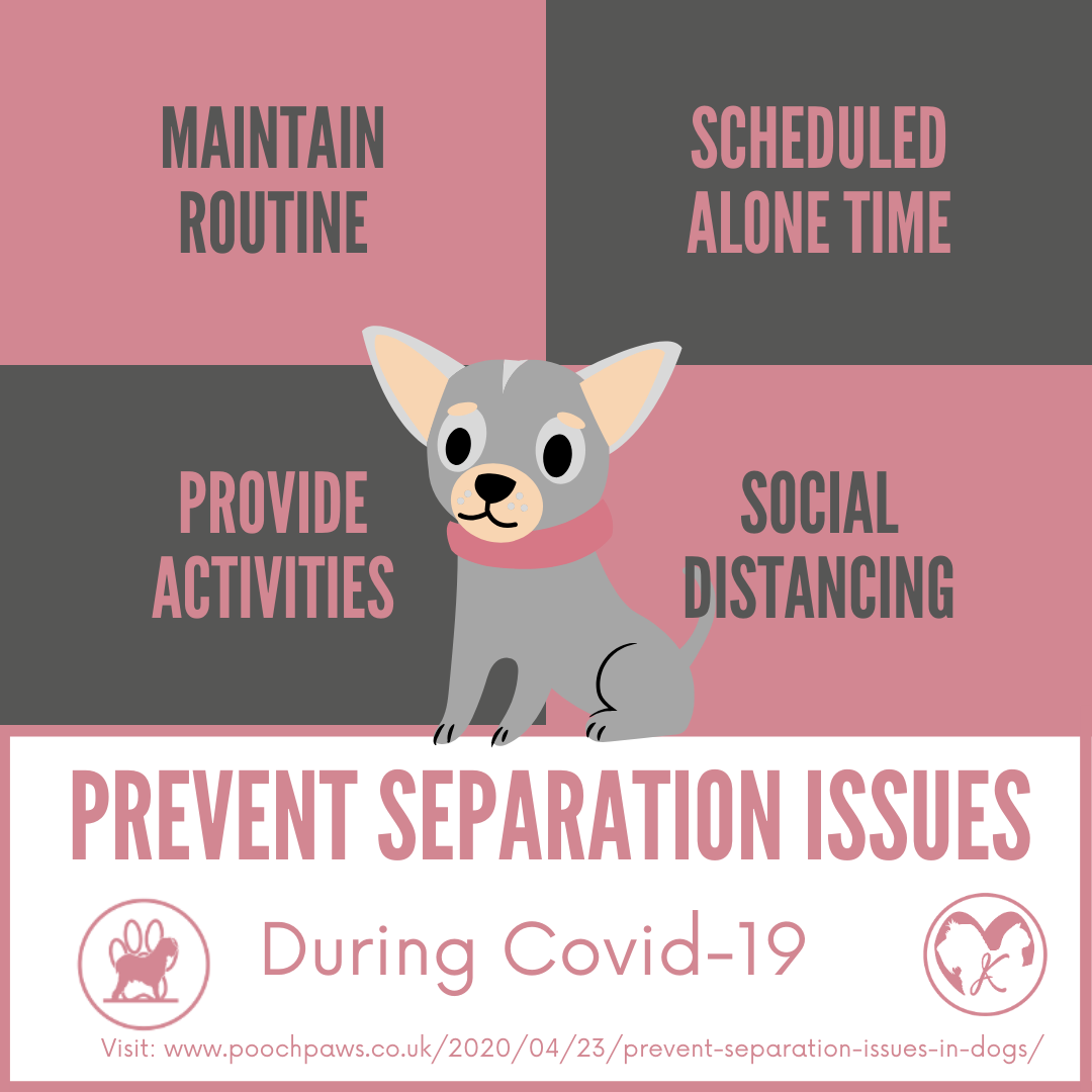 Prevent Separation Issues in Dogs