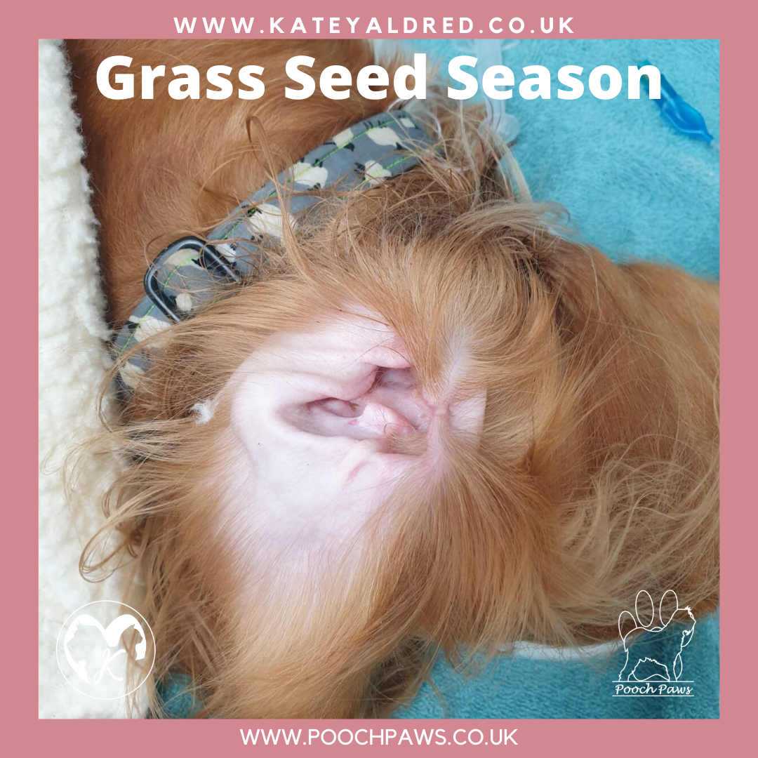 Dogs & Grass Seeds | Important Tips | Handling & Care | Pooch Paws