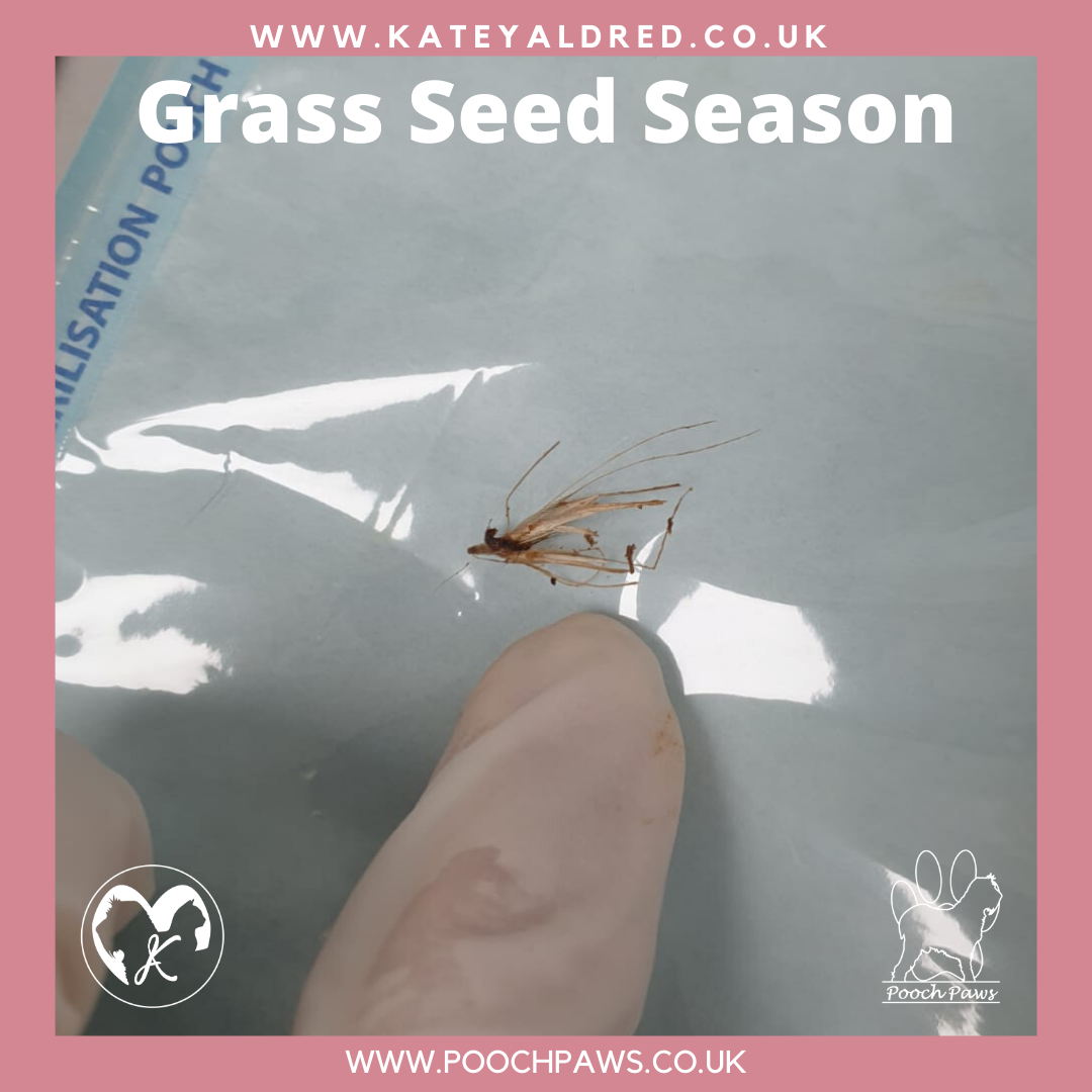 Grass Seed